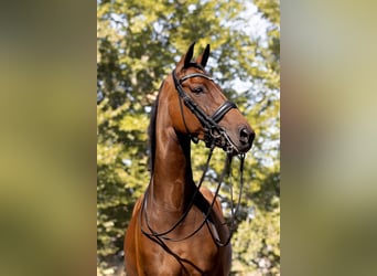 Hanoverian, Mare, 12 years, 16.2 hh, Bay-Dark
