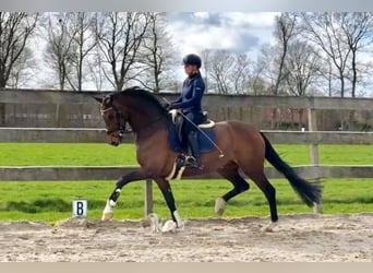 Hanoverian, Mare, 12 years, 16.2 hh, Bay-Dark