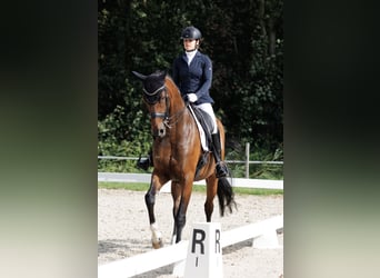 Hanoverian, Mare, 12 years, 16.2 hh, Bay-Dark