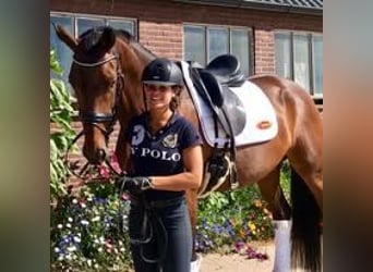 Hanoverian, Mare, 12 years, 16.2 hh, Bay-Dark