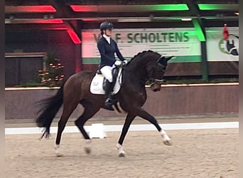Hanoverian, Mare, 12 years, 16.2 hh, Bay-Dark