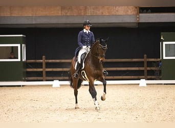 Hanoverian, Mare, 12 years, 16.2 hh, Bay-Dark