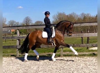Hanoverian, Mare, 12 years, 16.2 hh, Bay-Dark
