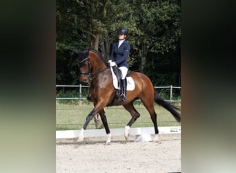 Hanoverian, Mare, 12 years, 16.2 hh, Bay-Dark