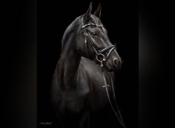 Hanoverian, Mare, 12 years, 16,2 hh, Black