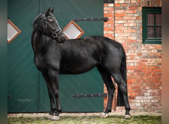 Hanoverian, Mare, 12 years, 16,2 hh, Black