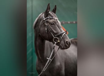 Hanoverian, Mare, 12 years, 16,2 hh, Black