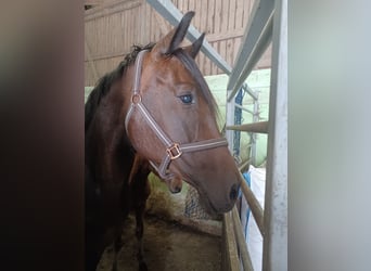 Hanoverian, Mare, 12 years, 16.2 hh