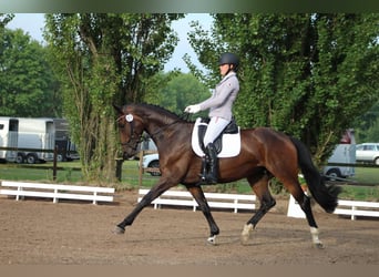 Hanoverian, Mare, 12 years, 16.2 hh