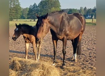 Hanoverian, Mare, 12 years, 16.2 hh