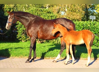 Hanoverian, Mare, 12 years, 16,2 hh, Brown