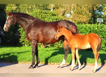 Hanoverian, Mare, 12 years, 16,2 hh, Brown