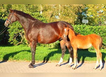 Hanoverian, Mare, 12 years, 16,2 hh, Brown