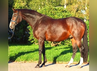 Hanoverian, Mare, 12 years, 16,2 hh, Brown