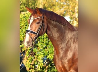 Hanoverian, Mare, 12 years, 16,2 hh, Brown