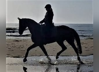 Hanoverian, Mare, 12 years, 16.2 hh, Brown
