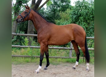 Hanoverian, Mare, 12 years, 16.2 hh, Brown