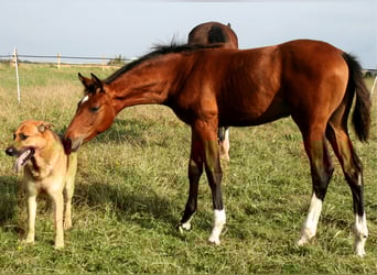 Hanoverian, Mare, 12 years, 16.2 hh, Brown
