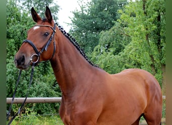 Hanoverian, Mare, 12 years, 16.2 hh, Brown