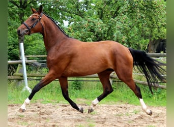 Hanoverian, Mare, 12 years, 16.2 hh, Brown