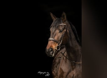 Hanoverian, Mare, 12 years, 16,2 hh, Brown