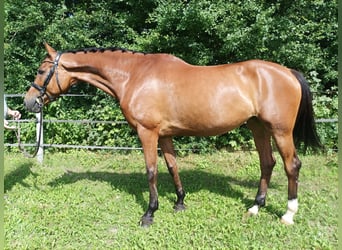Hanoverian, Mare, 12 years, 16.2 hh, Brown