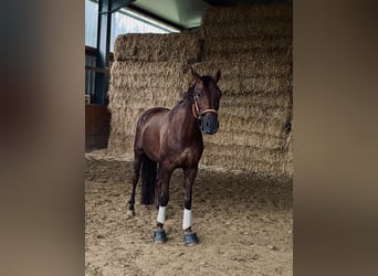 Hanoverian, Mare, 12 years, 16,2 hh, Chestnut