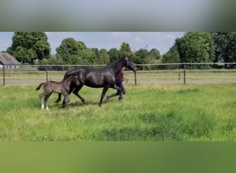 Hanoverian, Mare, 12 years, 16.2 hh, Smoky-Black