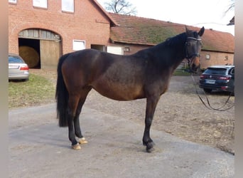 Hanoverian, Mare, 12 years, 16.2 hh, Smoky-Black