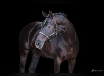 Hanoverian, Mare, 12 years, 16,3 hh, Black