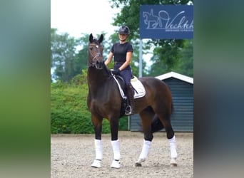 Hanoverian, Mare, 12 years, 16,3 hh, Brown