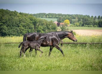 Hanoverian, Mare, 12 years, 16 hh, Bay-Dark