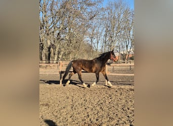 Hanoverian, Mare, 12 years, 16 hh, Bay-Dark