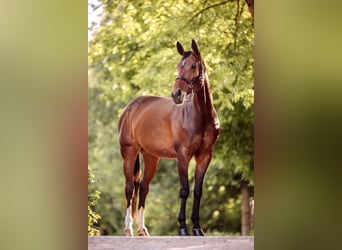 Hanoverian, Mare, 12 years, 16 hh, Bay-Dark