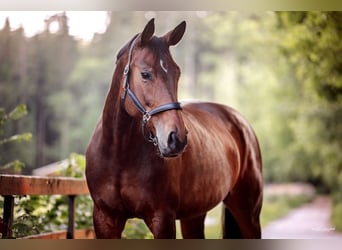 Hanoverian, Mare, 12 years, 16 hh, Bay-Dark