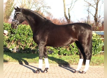 Hanoverian, Mare, 12 years, 16 hh, Black