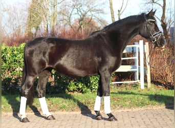 Hanoverian, Mare, 12 years, 16 hh, Black