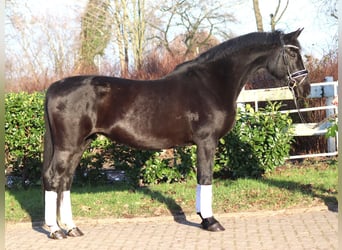 Hanoverian, Mare, 12 years, 16 hh, Black