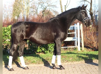 Hanoverian, Mare, 12 years, 16 hh, Black