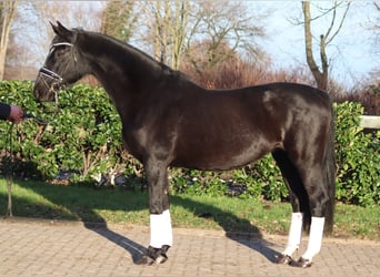 Hanoverian, Mare, 12 years, 16 hh, Black