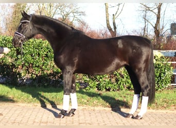 Hanoverian, Mare, 12 years, 16 hh, Black