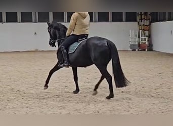 Hanoverian, Mare, 12 years, 16 hh, Black