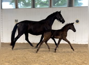 Hanoverian, Mare, 12 years, 16 hh, Black