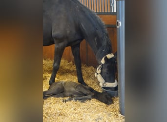 Hanoverian, Mare, 12 years, 16 hh, Black