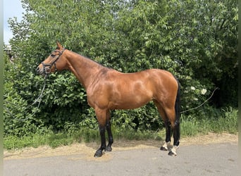 Hanoverian, Mare, 12 years, 16 hh, Brown-Light