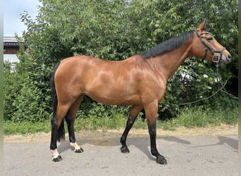 Hanoverian, Mare, 12 years, 16 hh, Brown-Light