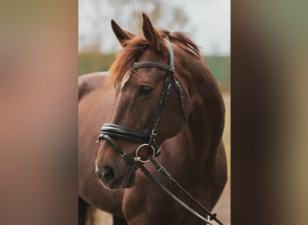 Hanoverian, Mare, 12 years, 16 hh, Chestnut