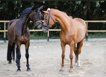 Hanoverian, Mare, 12 years, 16 hh, Chestnut-Red