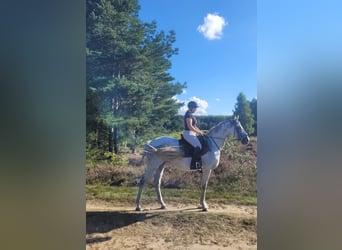Hanoverian, Mare, 12 years, 16 hh, Grey-Dapple