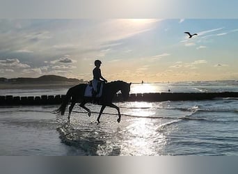 Hanoverian, Mare, 12 years, 16 hh, Smoky-Black
